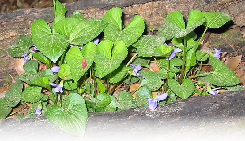 Wild Violets